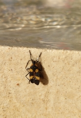 Oncopeltus cingulifer