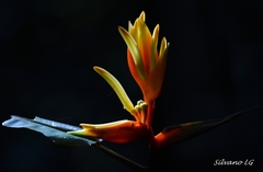 Heliconia aurantiaca
