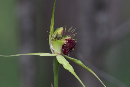 Image of Caladenia thinicola by (c) Hugo Innes, some rights reserved (CC BY)