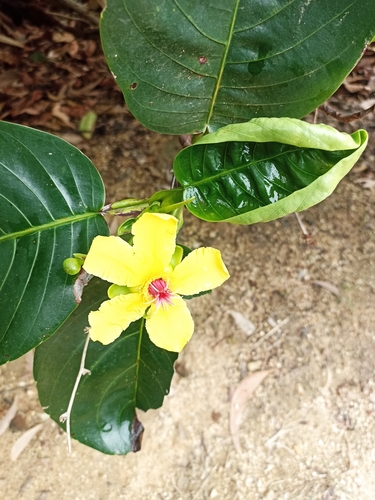 Image of Dillenia alata by (c) Oscar Dove, some rights reserved (CC BY)