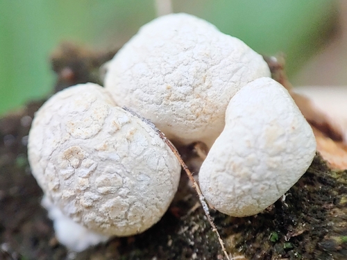 Lycogalopsis