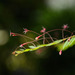 Phyllanthus hainanensis - Photo (c) slcx, algunos derechos reservados (CC BY-NC)