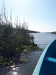 Schoenoplectus lacustris