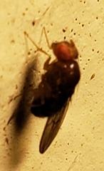 Ephydroidea