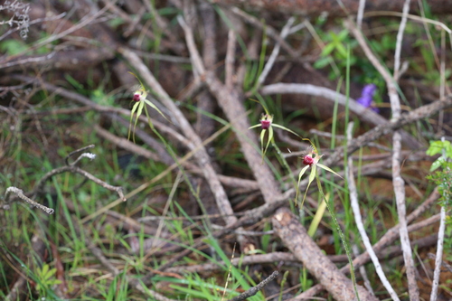 Image of Caladenia thinicola by (c) Hugo Innes, some rights reserved (CC BY)