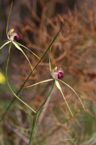 Image of Caladenia thinicola by (c) Hugo Innes, some rights reserved (CC BY)