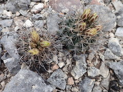 Ancistrocactus tobuschii