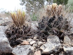Ancistrocactus tobuschii