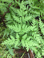 Loxsoma cunninghamii