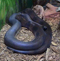 Bismarck Ringed Python photo 3