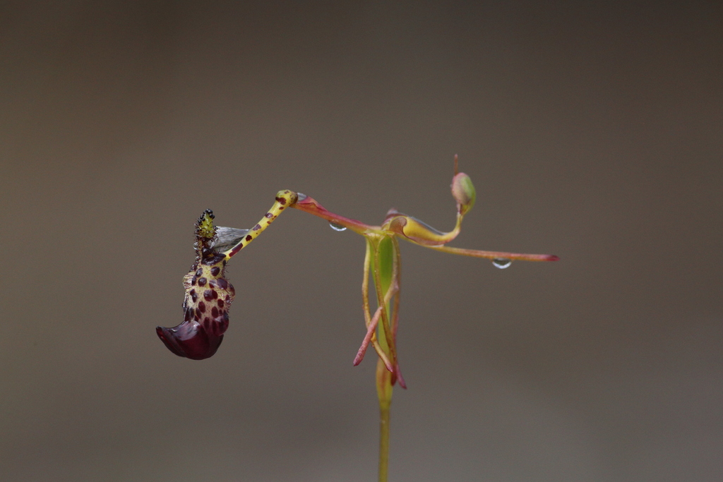 Warty Hammer Orchid