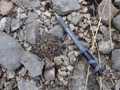 Ancistrocactus tobuschii