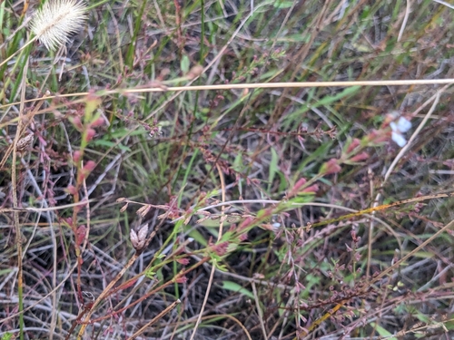 Image of Lythrum lineare by (c) Alina Martin, some rights reserved (CC BY)