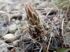 Ancistrocactus tobuschii