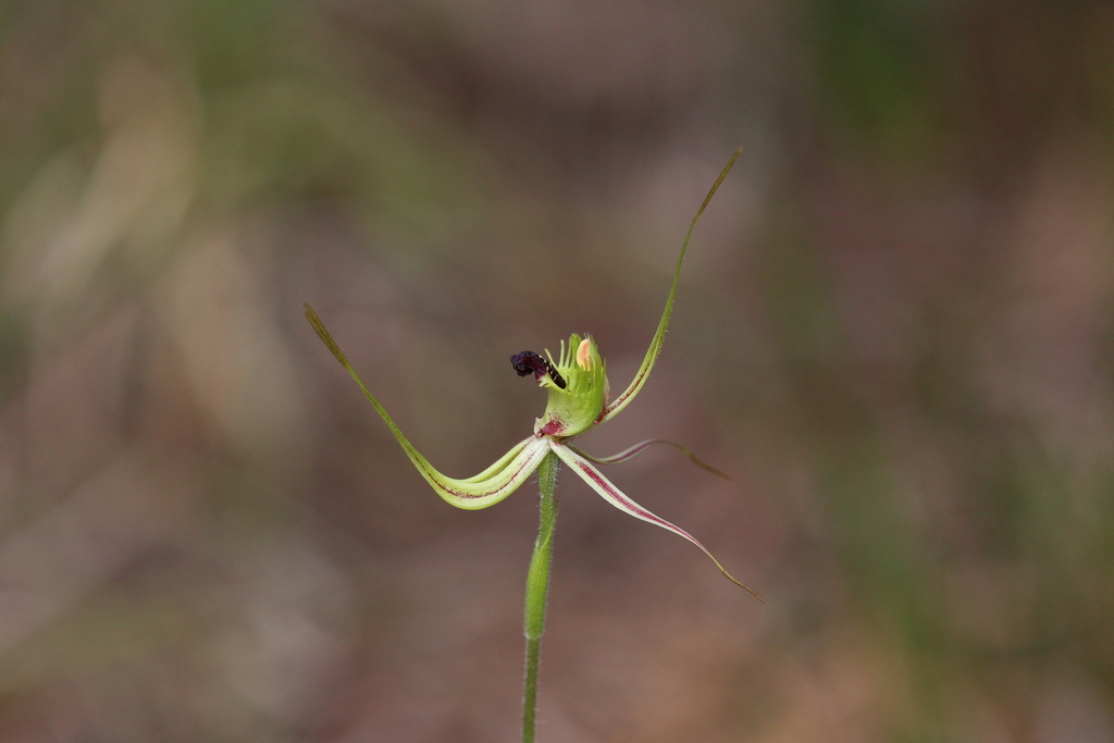 Mantis Orchid