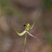 Forest Mantis-Orchid - Photo (c) Hugo Innes, some rights reserved (CC BY), uploaded by Hugo Innes