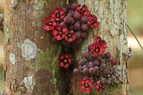 Image of Theobroma speciosum by (c) Fábio Olmos, some rights reserved (CC BY)
