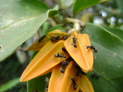 Dolichoderus bispinosus