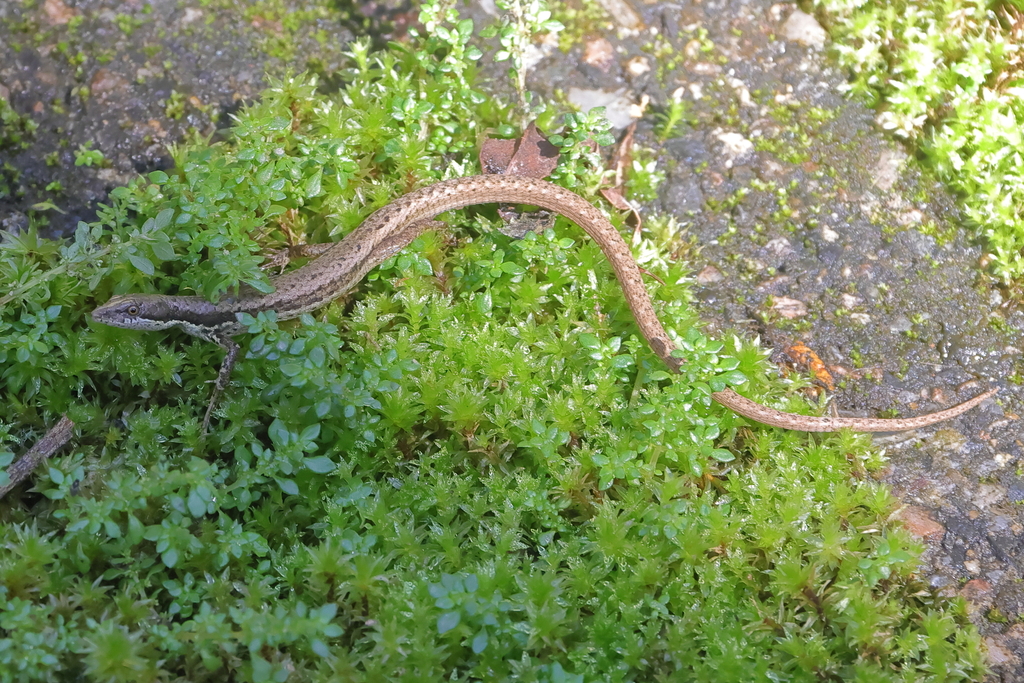Placosoma glabellum