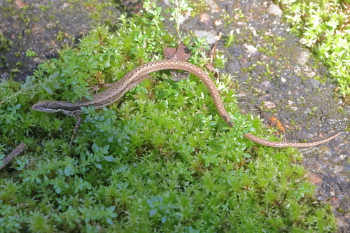 Placosoma glabellum