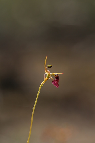 Image of Drakaea livida by (c) Hugo Innes, some rights reserved (CC BY)