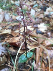 Neottia bifolia