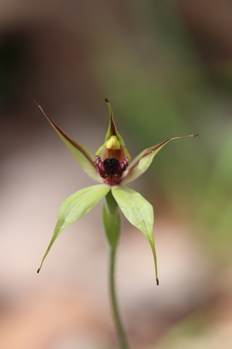 Image of Caladenia macrostylis by (c) Hugo Innes, some rights reserved (CC BY)