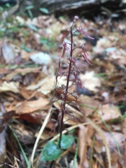 Neottia bifolia