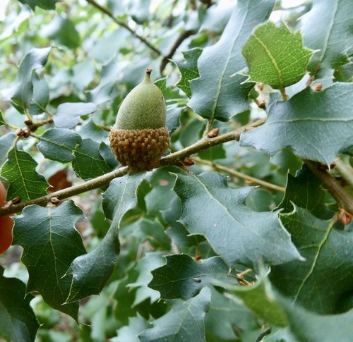 Quercus berberidifolia × engelmannii