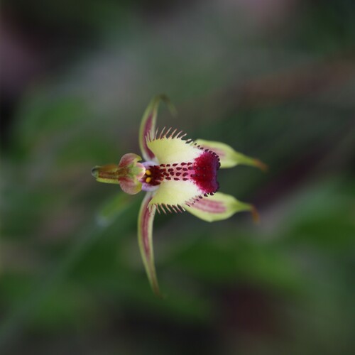 Image of Caladenia rhomboidiformis by (c) Hugo Innes, some rights reserved (CC BY)