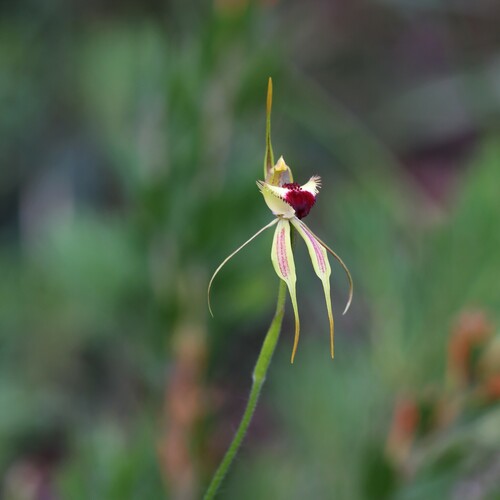 Image of Caladenia rhomboidiformis by (c) Hugo Innes, some rights reserved (CC BY)