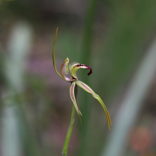 Image of Caladenia rhomboidiformis by (c) Hugo Innes, some rights reserved (CC BY)