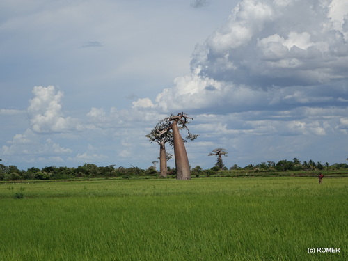Adansonia grandidieri