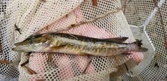 Esox americanus