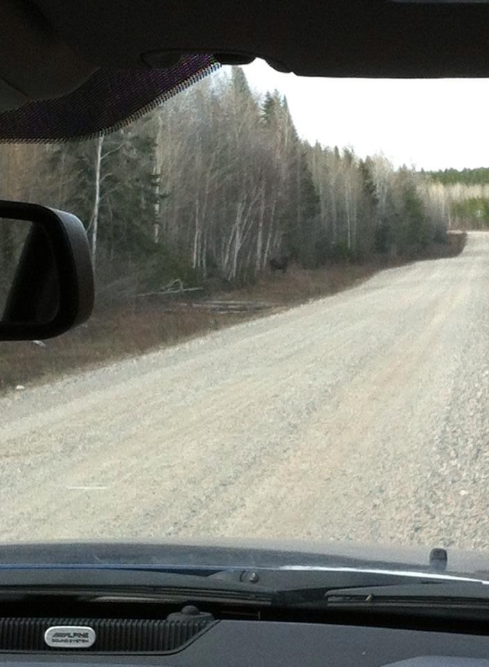 Moose from Sudbury, North Part, ON, CA on May 17, 2014 at