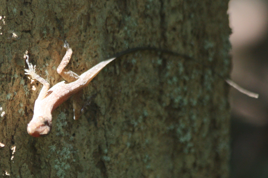 Osa Anole