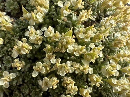 Image of Lepidium nanum by (c) Matt Berger, some rights reserved (CC BY)