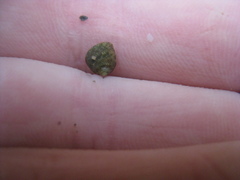 Coelotrochus oppressus