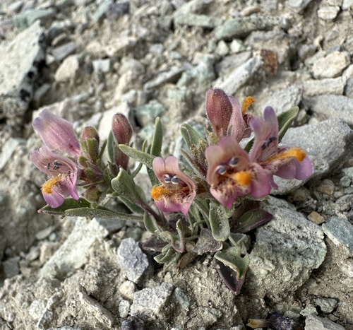 barneby's beardtongue (Penstemon barnebyi)