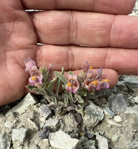 Image of Penstemon barnebyi by (c) Matt Berger, some rights reserved (CC BY)