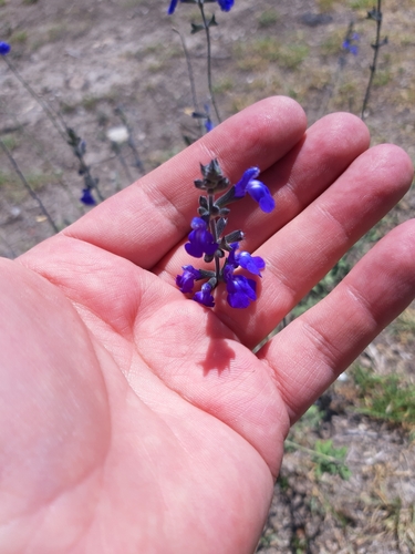 Salvia chamaedryoides