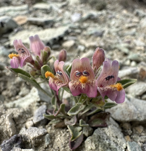 Image of Penstemon barnebyi by (c) Matt Berger, some rights reserved (CC BY)