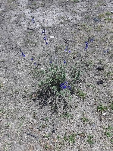 Salvia chamaedryoides