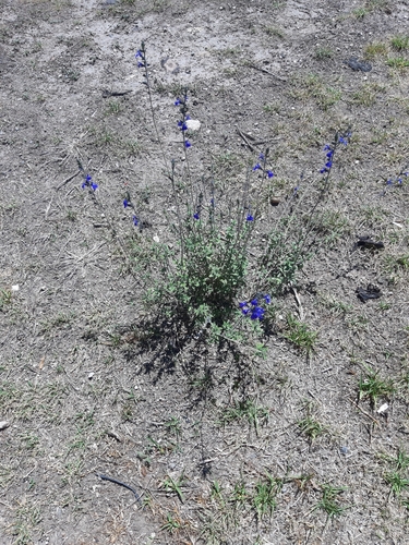 Salvia chamaedryoides