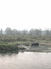 Rhinoceros unicornis