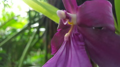 Miltonia moreliana