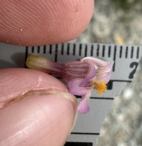 Image of Penstemon barnebyi by (c) Matt Berger, some rights reserved (CC BY)