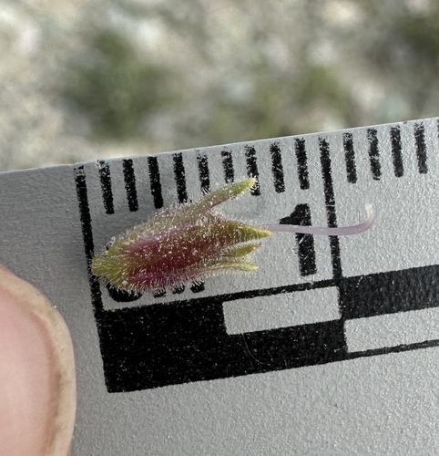 Image of Penstemon barnebyi by (c) Matt Berger, some rights reserved (CC BY)