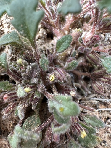 Image of Phacelia scopulina by (c) Matt Berger, some rights reserved (CC BY)