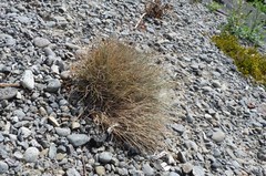 Festuca coxii